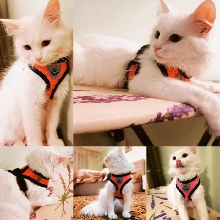 Summer Cat Dog Harness Lead Leash Adjustable Vest Polyester Mesh Breathable Harnesses Reflective for Small Dog Cat Lesah - Image 2